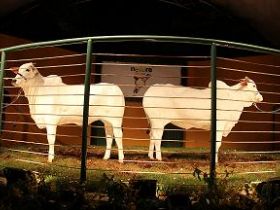 Clone nelore é o animal mais caro da ExpoZebu 2012