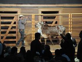 Leilões da ExpoZebu movimentam R$ 30,7 milhões