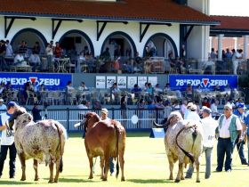 ExpoZebu já tem campeãs do campeonato Matriz Modelo