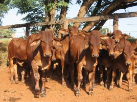 Raças sindi e brahman são avaliadas durante Provas de Ganho em Peso