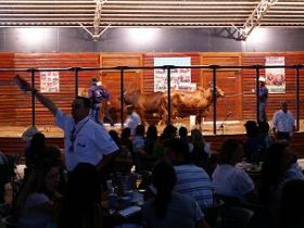 Remates da ExpoZebu faturam quase R$46 milhões