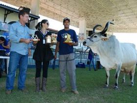 Fêmeas do Concurso Leiteiro voltam a ser premiadas na ExpoZebu 2012
