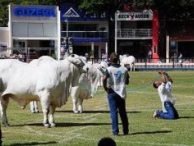 78ª ExpoZebu  termina com faturamento de R$120 milhões