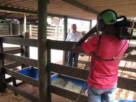 Agrocurso ?Manejo de Bovinos? estreia no próximo sábado