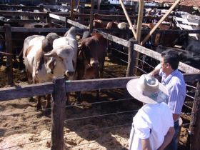 Na bacia leiteira do Prata entraram touros zebu do Pró-Genética