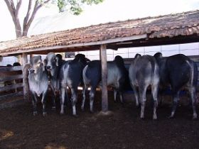 ABCZ com PMGZ Leite e Pró-Genética na UNIUBE amanhã! 