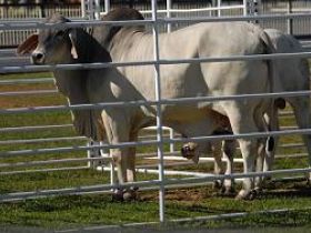 PNAT revela novos touros para o mercado zebuíno