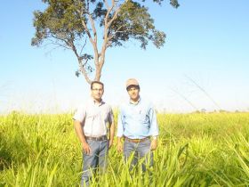 Estância Zebu sediará PGPs das raças brahman e guzerá