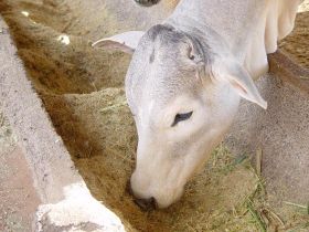 Prova irá avaliar desempenho de touros jovens da raça nelore