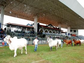 ExpoGenética: Inscrição de matrizes para prêmio ?Cláudio Sabino? já estão abertas