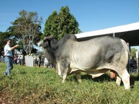 Muita informação no Dia de Campo da ABCZ em Uberlândia