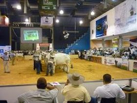 ABCZ divulga raças zebuínas no Panamá e na Colômbia