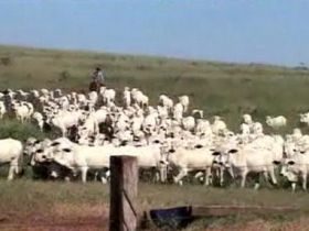 Sistema de manejo rotacionado é tema do Agrocurso neste final de semana