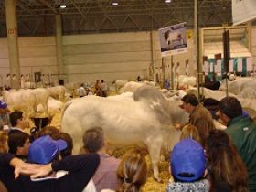 ABCZ presente na pecuária zebuína gaúcha com ACGZ