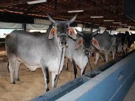 Guzerá estreia hoje na Megaleite novo julgamento 