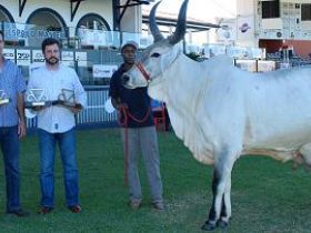 Raça guzerá anuncia primeiros campeões da função leiteira