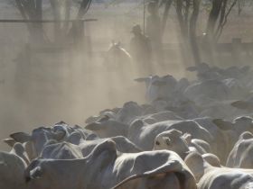 Japaranduba, EAO e RKC ofertam novilhas nelore com iABCZ