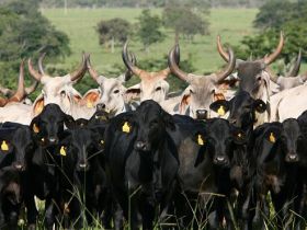 ExpoGenética terá concurso leiteiro de guzolando