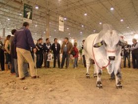 Do Sul ao Sudeste, interesse pela morfologia zebuína demanda cursos da ABCZ