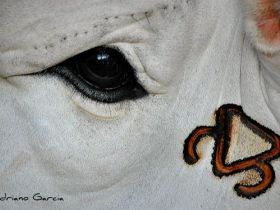 ExpoGenética terá exposição fotográfica ?O zebu e o campo?