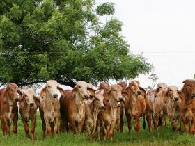 PMGZ Leite libera consulta às avaliações genéticas do gir leiteiro