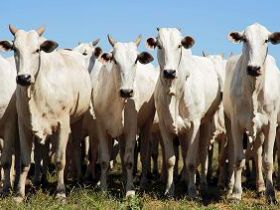 Dia de Campo PMGZ em Ariquemes (RO) espera receber 2.000 pecuaristas