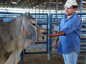PGP da Estância Zebu inicia avaliação por temperamento 