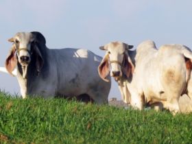 Raça indubrasil entra na pista da Expointer com destaques nacionais 
