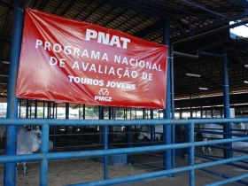 Comissão avalia touros jovens do PNAT
