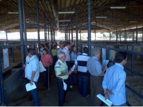 18 jovens reprodutores zebuínos são eleitos no PNAT