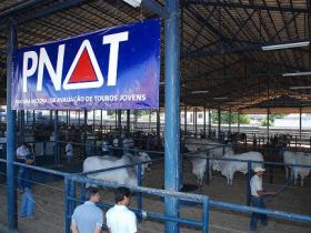 Centrais contratam touros selecionados pelo PNAT