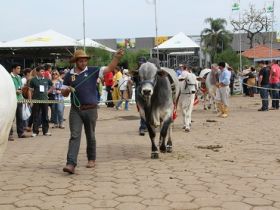 ABCZ e criadores planejam expansão do zebu na região Sul