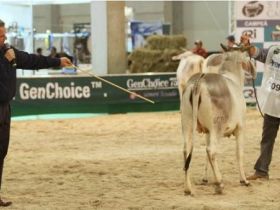 Feileite terá Curso de Morfologia para raças Gir Leiteiro e Guzerá