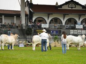 ExpoBrahman 2012 alia pista à genética diferenciada