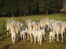 Pesquisa com receptora nelore comprova boa taxa de prenhez