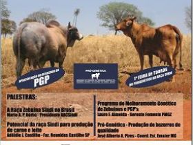 1º Dia de Campo da Raça Sindi em MG terá palestras e venda de touros 