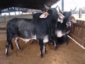 Pró-Genética matogrossense chega para comunidades de assentados 