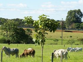Estância Zebu recebe o nome de Orestes Prata Tibery Júnior
