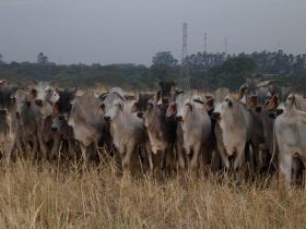 Pesagem intermediária marca PGP de brahman e guzerá