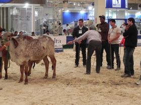 Feileite terá novo curso para escolha de reprodutores zebuínos