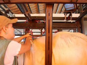 Inscrições abertas para curso de Ultrassonografia de Carcaça 