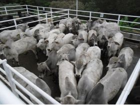 UFLA conclui segunda etapa de pesquisa com tabapuã