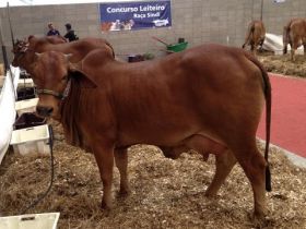 PMGZ Leite participa ativamente da Feileite 2012