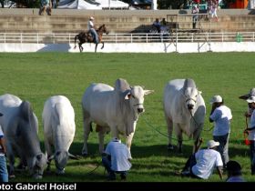 Fenagro terá curso para escolha de reprodutores e matrizes zebuínas