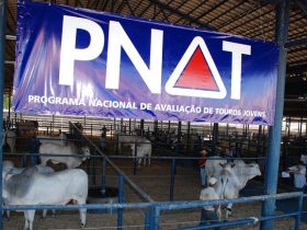 PNAT 2013 já tem touros pré-selecionados
