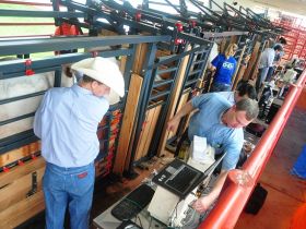 ABCZ apoia novos cursos de certificação de técnicos de Ultrassonografia