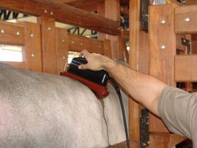 ABCZ recebe primeiros dados de ultrassonografia de carcaça para o PMGZ