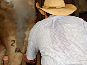 Número de animais registrados pela ABCZ bate recorde