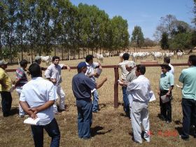 Pró-Genética negocia em 2012 mais de 1.500 touros no estado de Minas