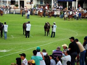 ABCZ abre inscrições de animais para ExpoZebu no dia 23 de janeiro
